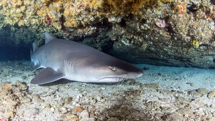 Sand Tiger Shark