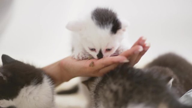 Four small cute kittens eating food from human's hand and messing around in slowmotion