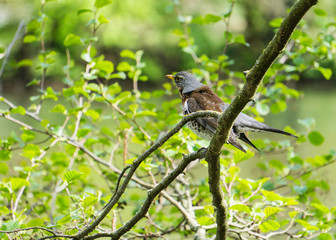 Wacholderdrossel auf Buche