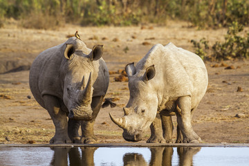 Fototapeta premium Nosorożec biały z południowej Afryki w Parku Narodowym Krugera
