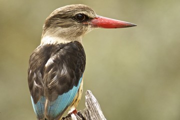 Kingfisher
