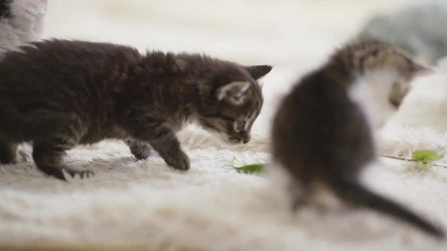 Close up footage of two cute small kittens carefully exploring and trying to play with green twig with leaves in slowmotion