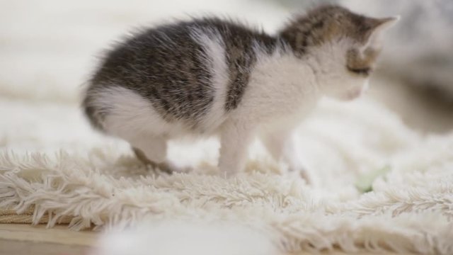 Close up footage of little cute kitten carefully trying to play with green leaf lying on white carpet in slowmotion