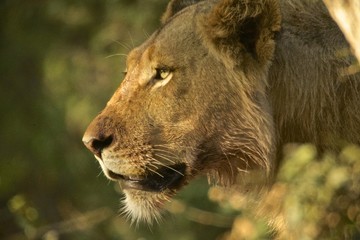 Male lion portrait