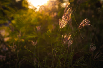 summer nature background with grass and sunset