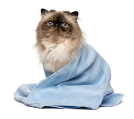 Naklejka premium Słodki wypielęgnowany kot perski colourpoint owinięty niebieskim ręcznikiem