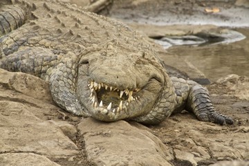 Obraz premium Crocodile smiles