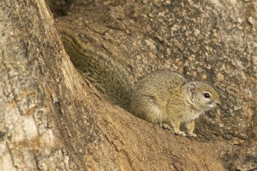 Tree Squireel