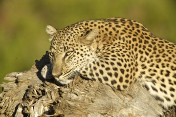 Resting leopard