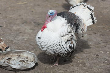 Turkey on a meadow