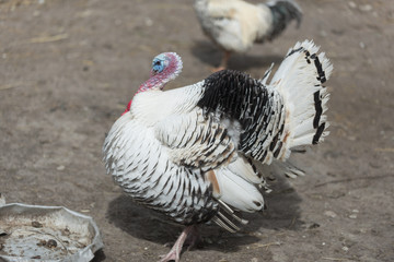 Turkey on a meadow