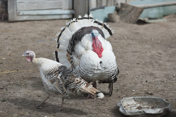 Turkey on a meadow