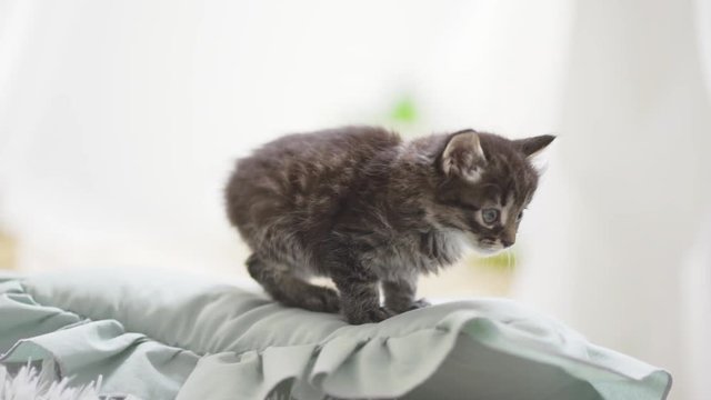 Little cute smoky coloured kitten carefully exploring world in light room in slowmotion