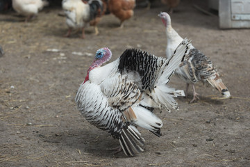 Turkey on a meadow
