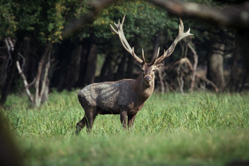Male red deer standing on a meadow