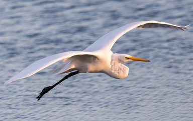 Egret