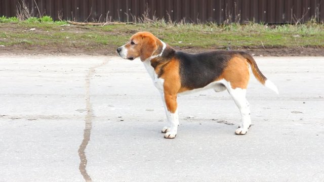 Dog of the Beagle breed looks at the camera and waves his tail