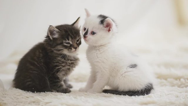 Two small little kittens sitting close to each other on white carpet in slowmotion