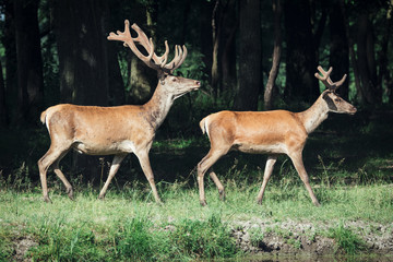 Red deer on a forest marge