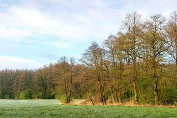 Forest  spring landscape