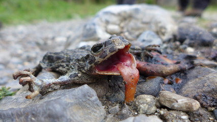 Froschzunge