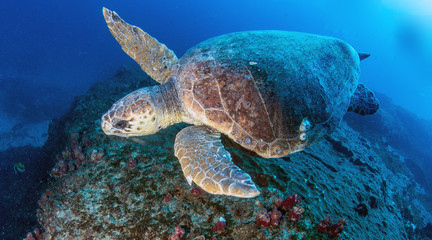 Sea Turtle