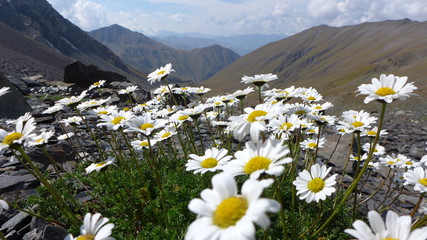 Gänseblümchen