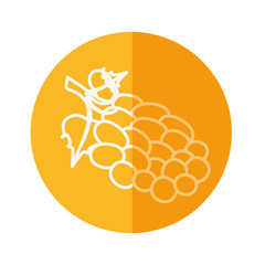 Delicious grapes fruit icon vector illustration graphic design