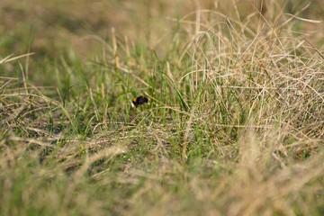 Hummel