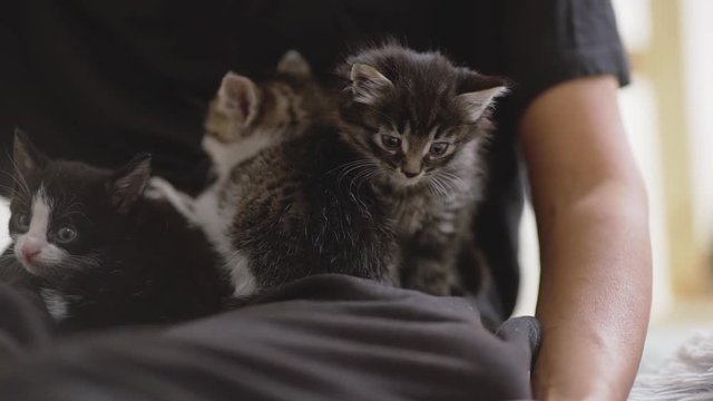 Three small varicoloured cute kittens sitting lying close to each other on human's laps. Footage in slowmotion