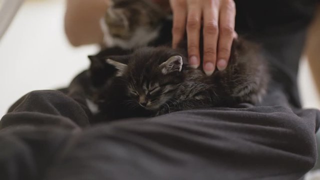 Close up footage in slowmotion of three little cute kittens lying on human's lap while hand patting them on back in slowmotion