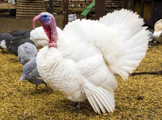 White turkey. turkey in the barnyard. turkey on a farm
