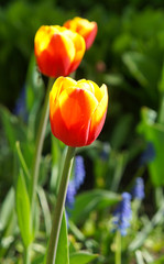 Yellow and red tulip flowers with green