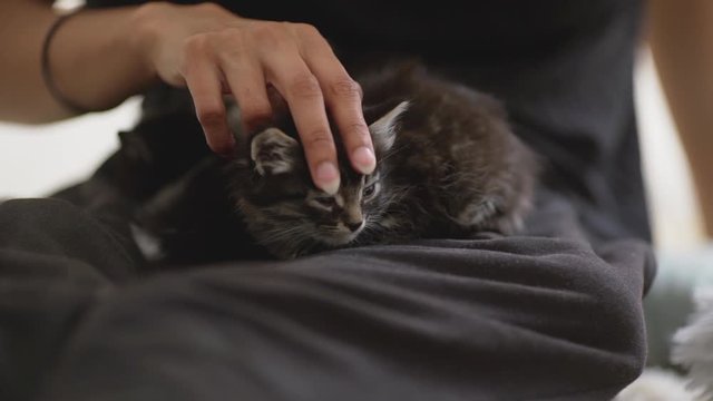 Three little cute kittens lying on human's laps sleeping while hand patting them on back in slowmotion