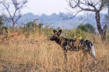 Naklejka na ściany i meble African wild dog in Kruger National park, South Africa