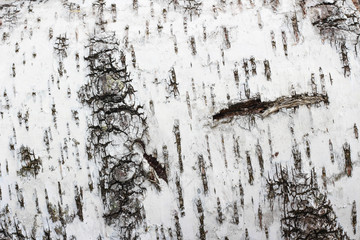 Birch bark