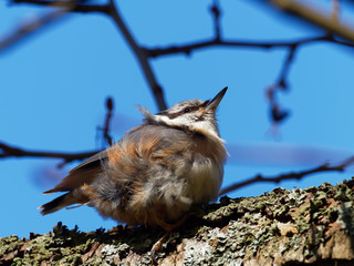 Nuthatch - Sitta Europaea
