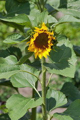 Sunflower in garden.