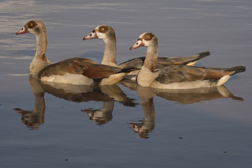 Egyptian Geese Reflection