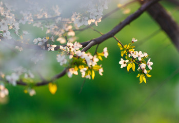 Blossom tree flowers closeup photo, sunset light