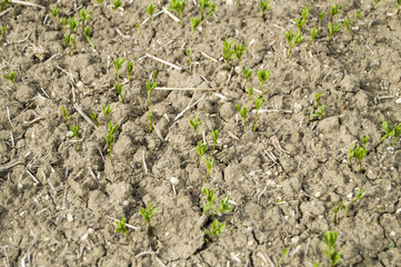 Fertilized cultivated field, fertilized green lentil field, fertilizer and agriculture
