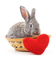 Little bunny in a basket.