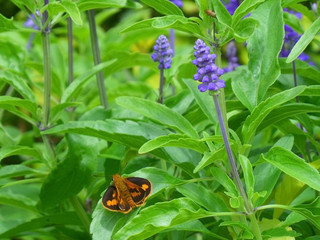 Closed up a black and orange color butterfly resting on a bright green leaf in Lavender field  