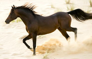 Fototapeta na wymiar The Arabian stallion rushes through the desert