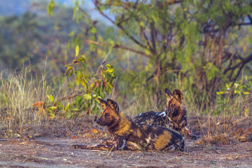 African wild dog in Kruger National park, South Africa