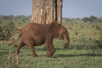 Fototapeta na wymiar African Elephant and Baobab Tree