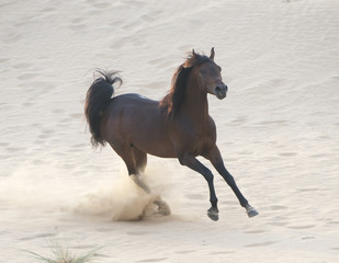 The Arabian stallion rushes through the desert