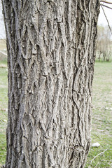 Willow tree outer shell pictures, tree bark, patterned bark, willow tree bark,
