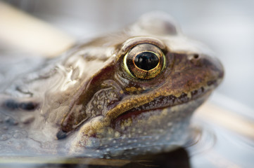 Frosch schaut aus dem Wasser