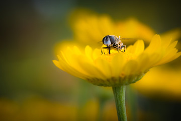 Schwebfliege sietzt auf gelber Blume